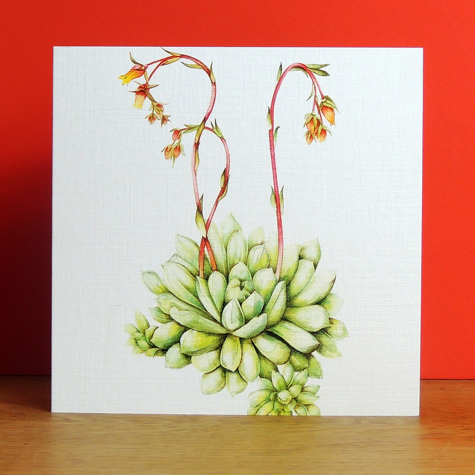 BT16 echeveria greetings card