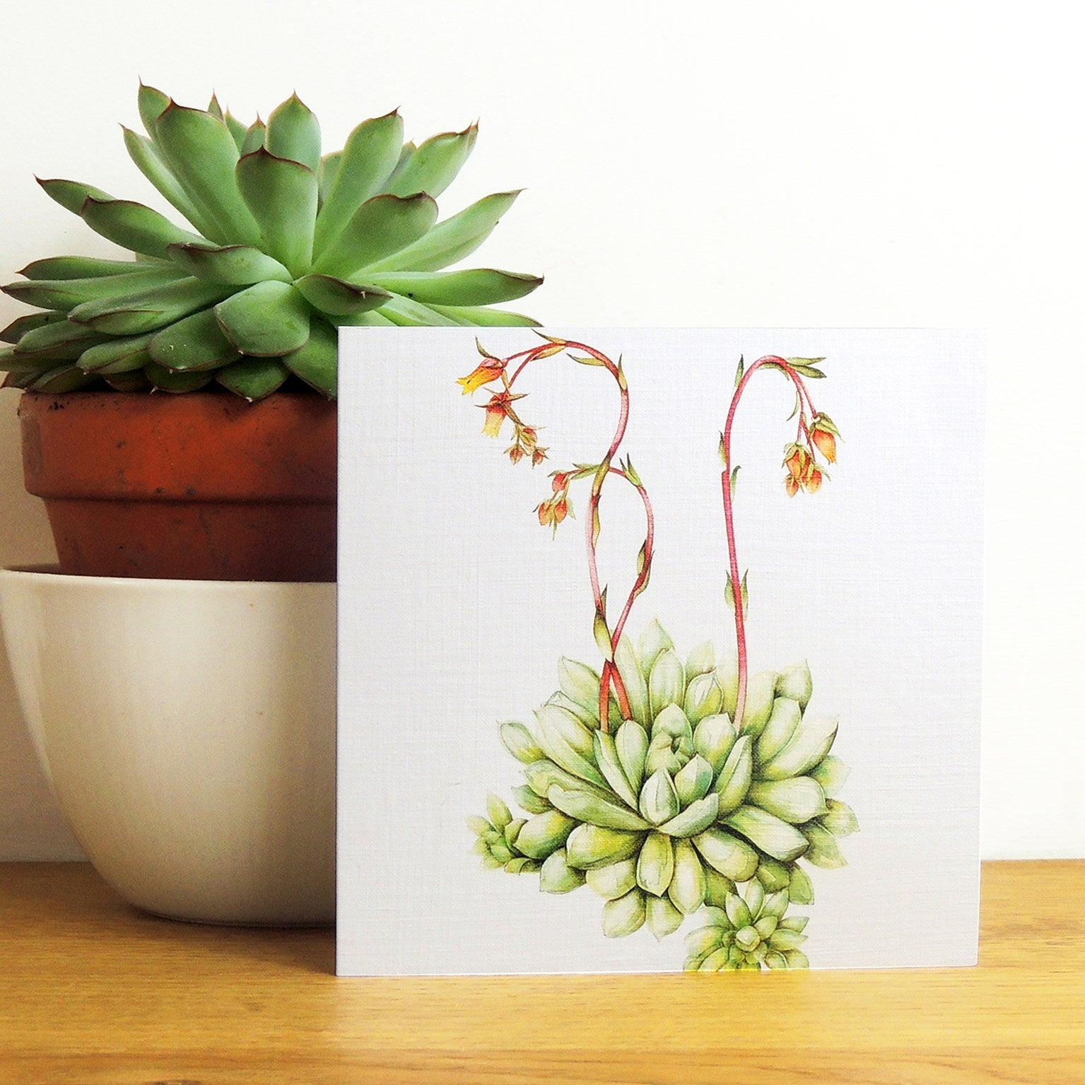BT16 echeveria greetings card
