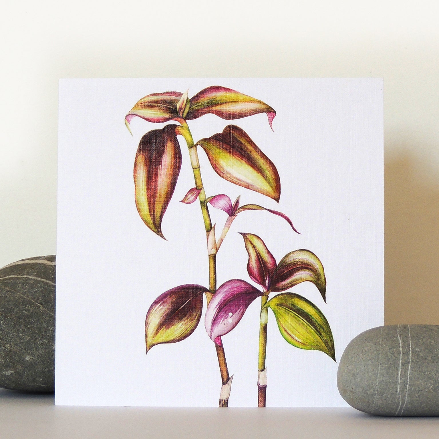 BT23 tradescantia greetings card