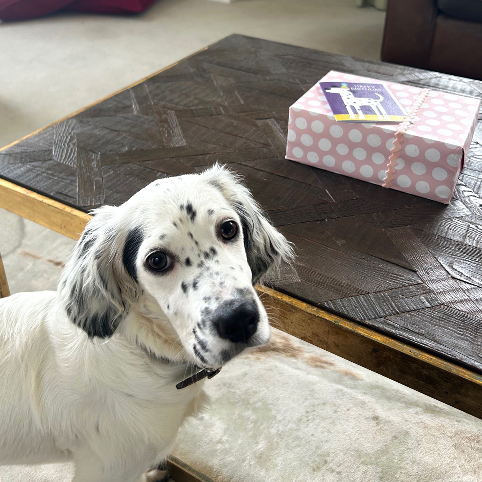 DG03 mini dalmatian birthday card